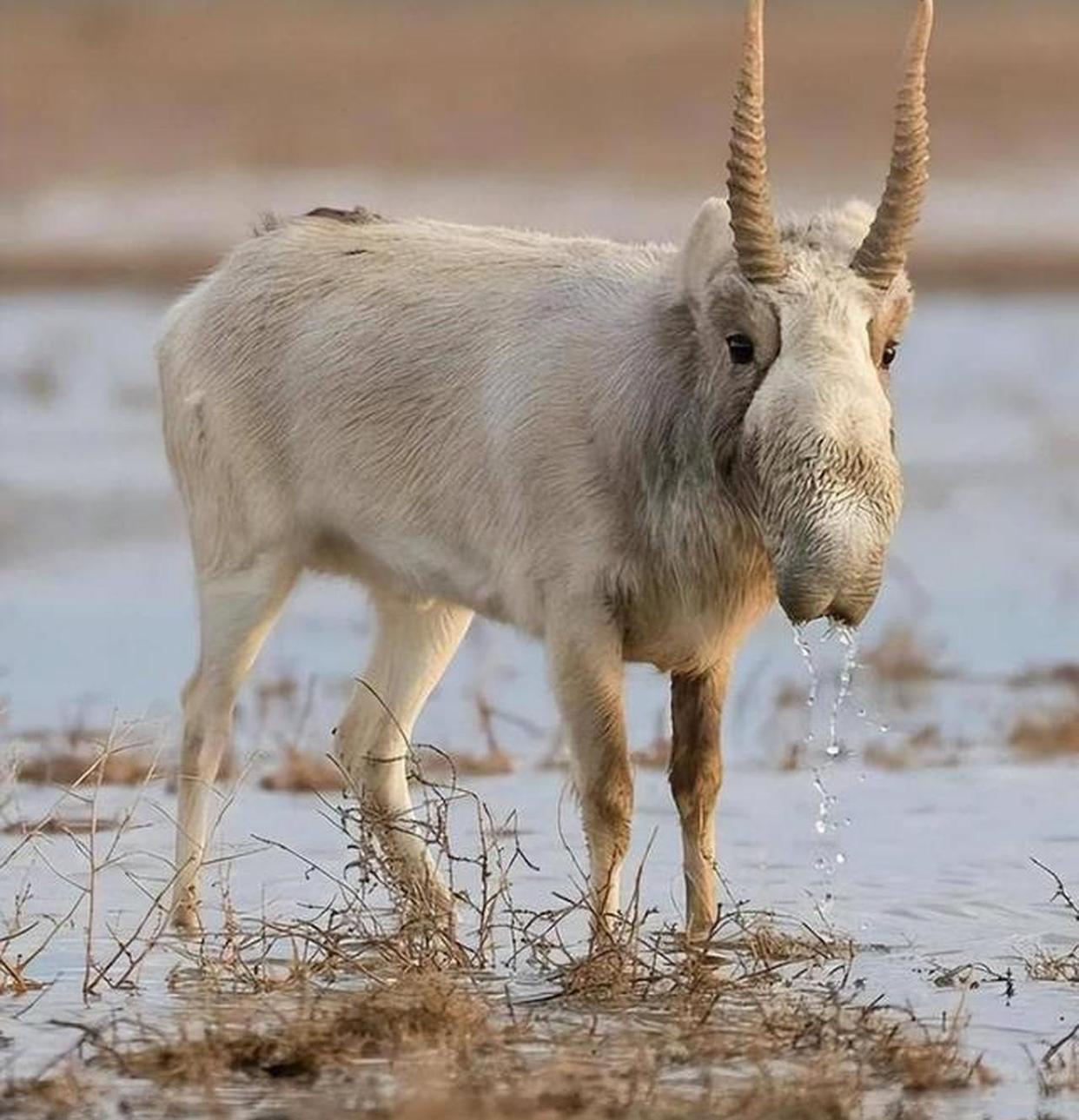 Saiga Antelope