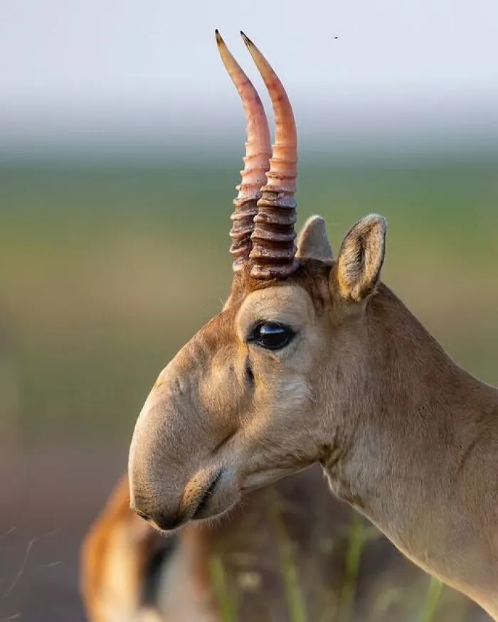 Saiga Herd