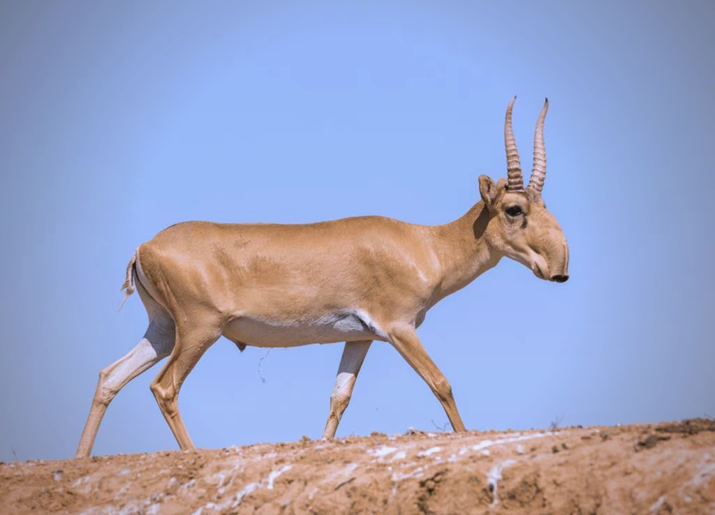 Saiga Calf