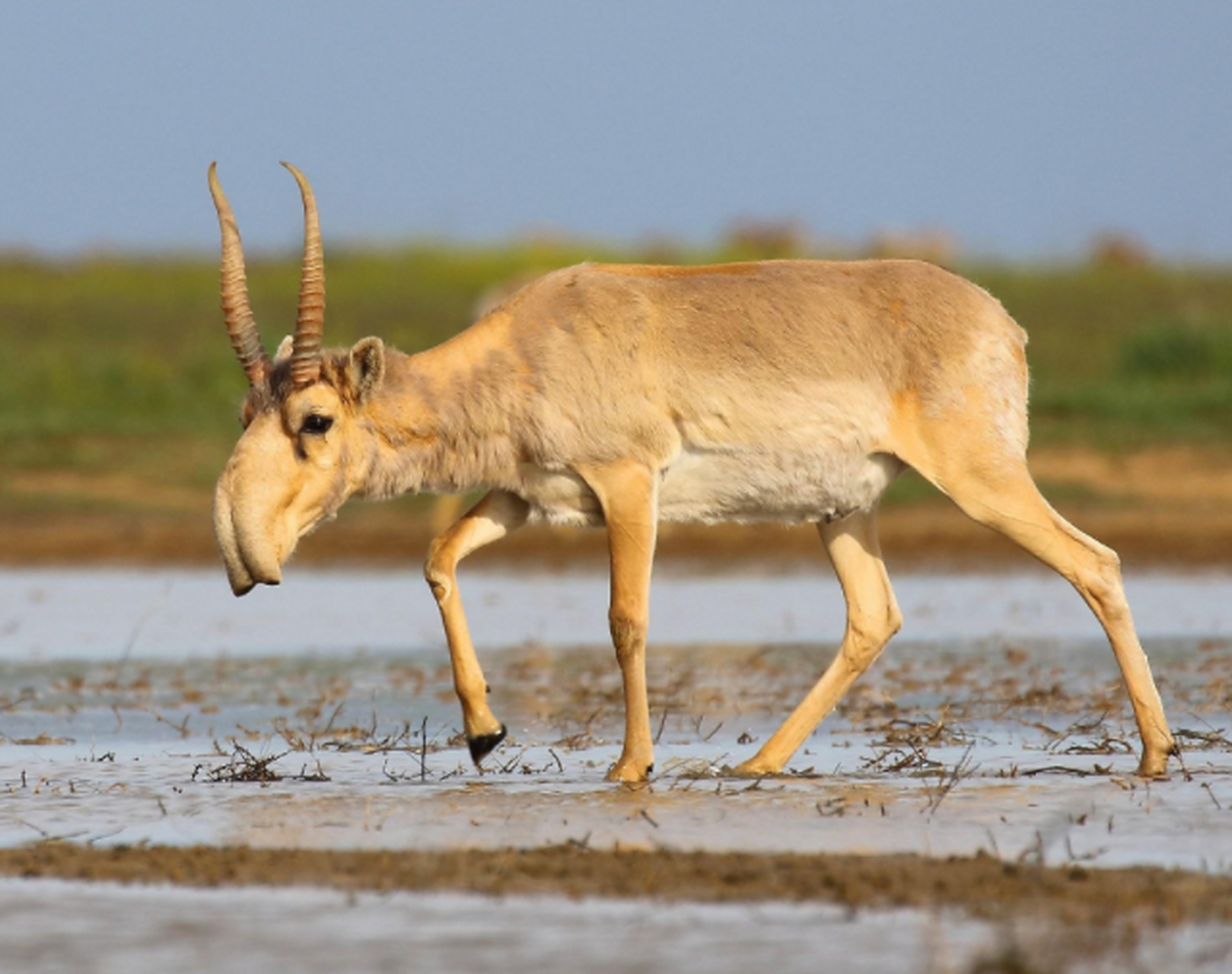 Kazakhstan landscape