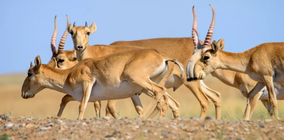 Critically Endangered